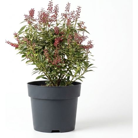 Bloomique - Pieris japonica Polar Passion - Bruyère des rochers - Arbuste - Plante de jardin - Fleurs rouges en grappes - Feuillage panaché - Rustique - Persistant - Hauteur 25-30 cm - Pot de 17 cm (1/4)