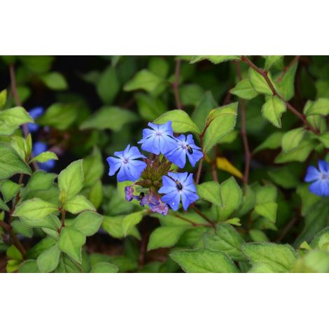 Gardenaria Ceratostigma wilmottianum - Arbusto ornamentale da giardino - Altezza: 40/60 cm (vaso19) (1/5)