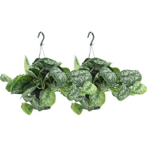 Scindapsus Pictus Trebie Plante Retombante ou Grimpante Lot de 2 Pots Ø15 cm Hauteur 25 cm - PANGIVO (1/5)