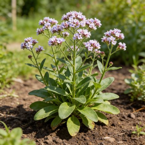 Statice latifolium 20cm Godet 9cm - Limonium (1/4)