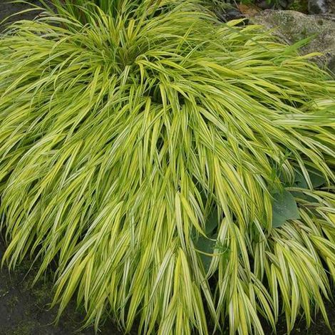 4 x Herbe du Japon  - Hakonechloa macra 'Aureola'  - godet 9x9 (1/5)