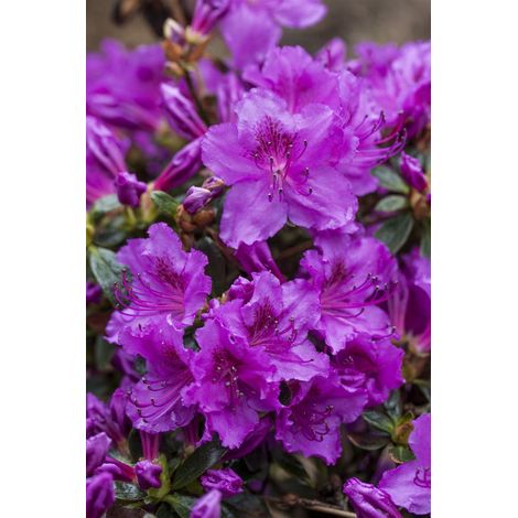 Japanische Azalee 'Diamant Rosa'® Rhododendron obt.'Diamant Rosa' -R- C 2 15- 20 (1/3)