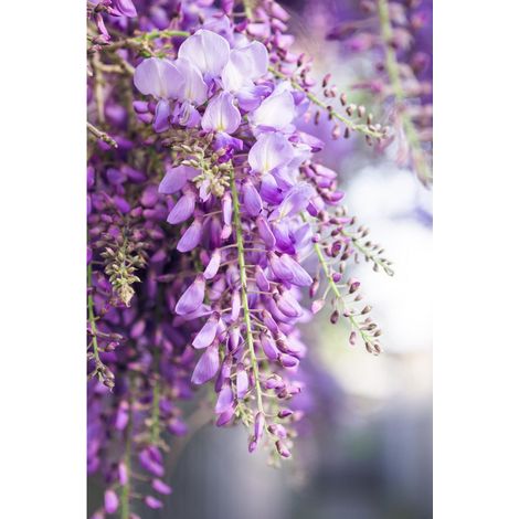 Glycine du Japon Wisteria floribunda 'Naga Noda' Grimpante à Fleurs Violet Bleu Doubles 65 cm Lot de 2 - PANGIVO (1/3)