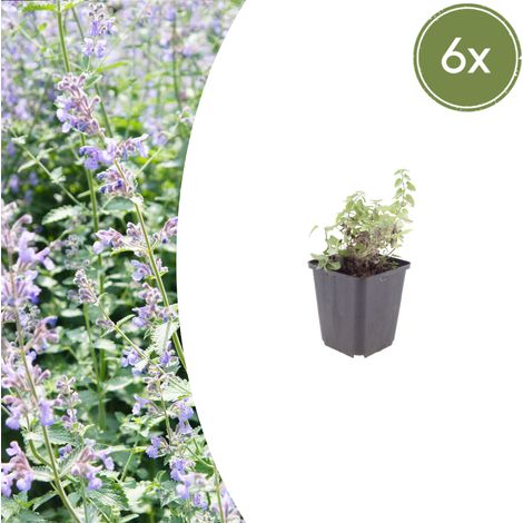 Lot de 6 Nepeta faassenii - Herbe à Chat Vivace Florifère - Bleu Lavande - 10-25 cm - Ø9 cm - PANGIVO (1/5)