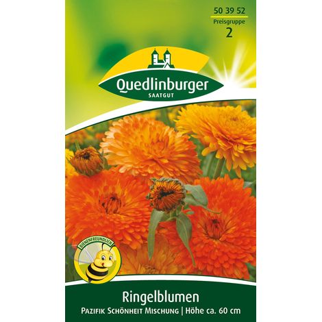 Quedlinburger Saatgut – Souci Pacific Beauty en mélange – Graines de fleurs, hauteur 60-80 cm, environ 35 plants (1/2)