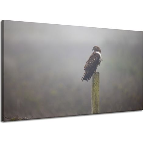 Stampa su tela Animali Uccello Falco 120x70 cm