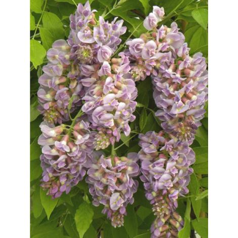 Glycine frutescens Pot de 3L/4L (1/3)