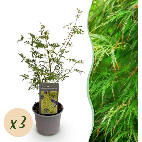 Lot de 3 Érables du Japon Acer palmatum Emerald Lace Vert Pot 12 cm Hauteur 35 cm Jardin et Balcon - PANGIVO (1/5)
