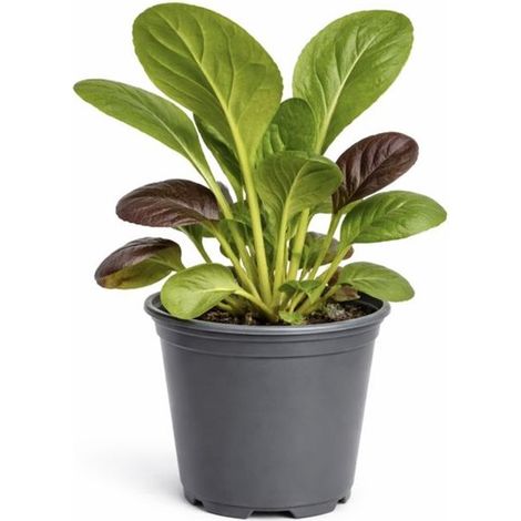 Mélange de plantes asiatiques pour wok en pot - Mini pak-choï à tige blanche - Tatsoi rouge - Pak-choï à tige verte 'Hanakan' – Plante potagère asiatique pour balcon, pot ou jardin – 2 pièces (1/3)