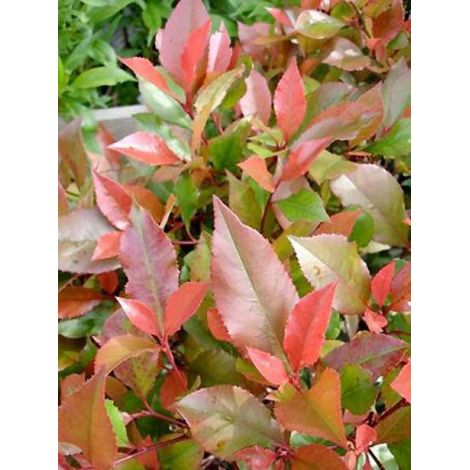Photinia fraseri 'Little Red Robin' (1/2)