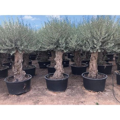 Olivier rustique à feuilles persistantes Bonsai - Olea Europea - (1/4)