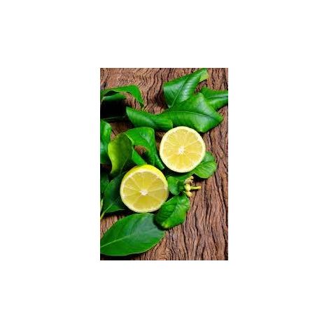 100Gram - Lemon leaves (dried on order) Herb/Medicinal