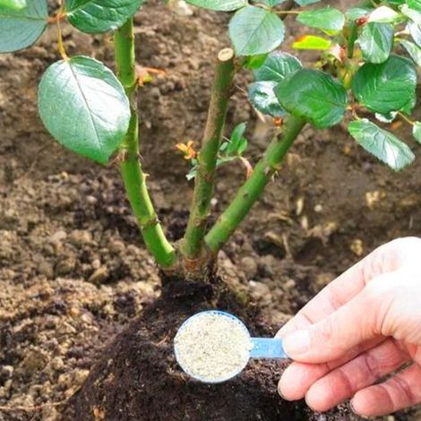 Pot en céramique humanoïde nordique pour plantes succulentes (1/2)