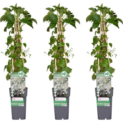 Lot de 3 Hortensias Grimpants Hydrangea Petiolaris - Plante Grimpante - Hauteur 65 cm - PANGIVO (1/4)