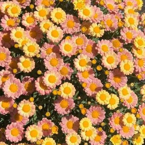 2000 graines de marguerites jaunes, faciles à cultiver et résistantes au froid, naturellement parfumées, floraison longue durée, engrais inclus. (1/5)