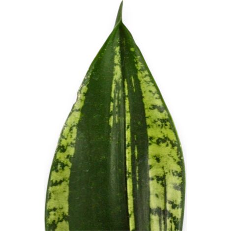 Gardenaria Sansevieria trifasciata 'Silver Flame' - Pianta da interno ornamentale - Altezza: 40 cm (vaso 14) (1/5)