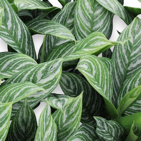 Gardenaria Aglaonema 'Stripes' - Pianta da interno ornamentale - Altezza: 65 cm (vaso 17) (1/5)