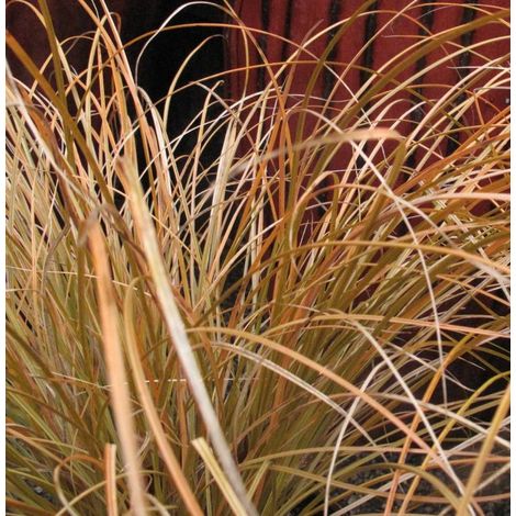 Laîche testacea Prairie Fire/Pot de 2L