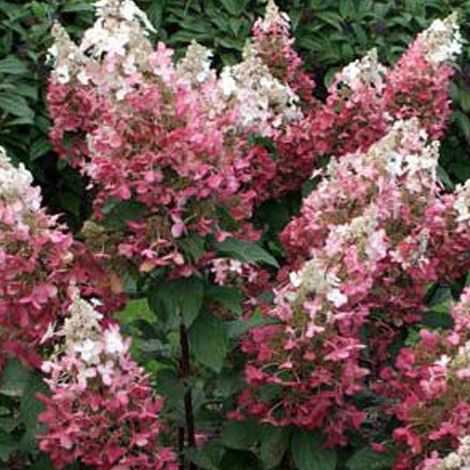 Hortensia 'Dart's Little Dot' - 30-40 cm pot