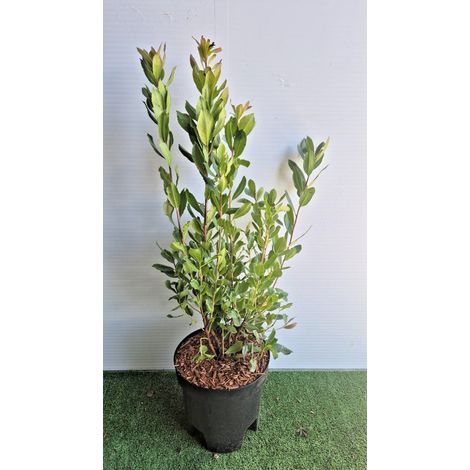 Arbutus Unedo (Corbezzolo) vaso 24 cm (foto reali)