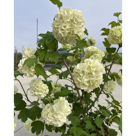 Gardenaria Viburno - Viburnum opulus - Arbusto ornamentale da giardino - Altezza: 70/80 cm (vaso 24) (1/5)