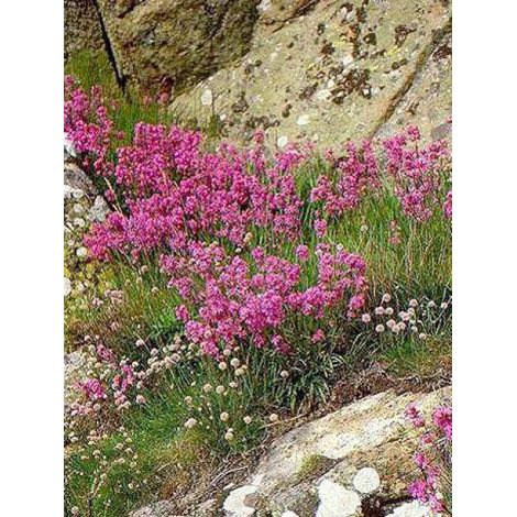 Lychnis viscaria 'Plena' Pot de 2L/3L