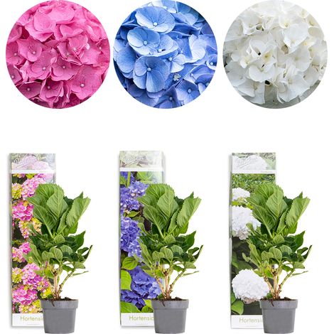Bloomique - Mélange de 3 - Hydrangea Macrophylla – Rose, Bleu, Blanc – Hortensia – Hortensia commun – Plantes de jardin – Rustique – 20-30 cm de haut – Pot 10,5 cm