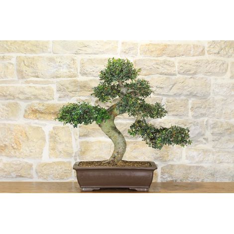 Bonsai di Zelkova Parvifolia (77) (1/5)