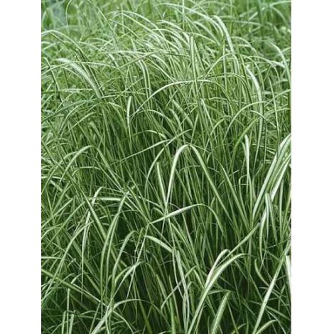 Calamagrostide 'Avalanche' Pot de 1L/1,5L (1/2)