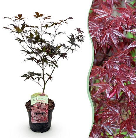 Érable du Japon Acer palmatum Bloodgood Rouge - Plante de Jardin et Terrasse - Pot 19 cm H 70 cm - PANGIVO (1/5)