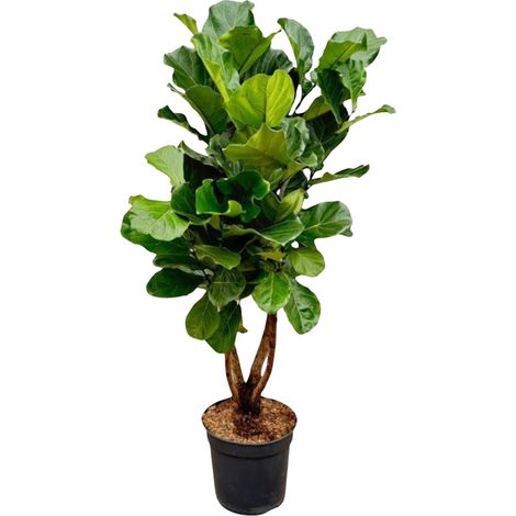 Ficus Lyrata Ramifié XL - Plante Verte d'Intérieur - Ficus de Lyre - 170 cm - ø34 cm - PANGIVO (1/5)