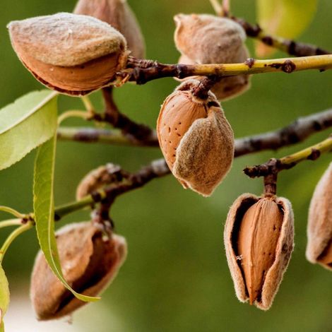 PIANTA DA FRUTTO MANDORLO DOLCE in vaso 20 età 2/3 anni (foto reali)