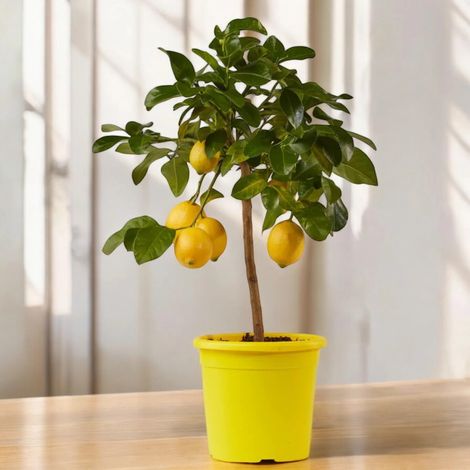 Gardenaria Limone Femminello - Citrus limon 'Femminello' - Pianta di agrume da frutto in vaso - Altezza: 65/70 cm (vaso19)