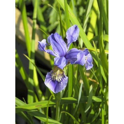 Iris bulleyana Godet de 8/9 cm