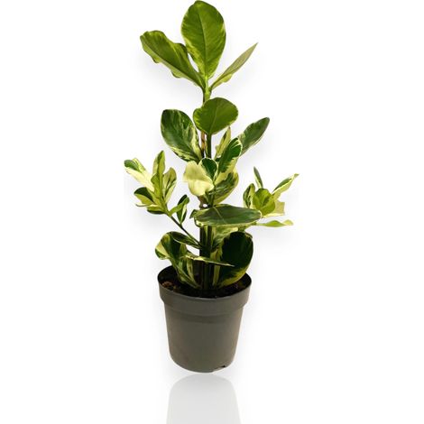 Gardenaria Clusia rosea 'White Star' - Pianta da interno ornamentale - Altezza: 60 cm (vaso 17) (1/4)