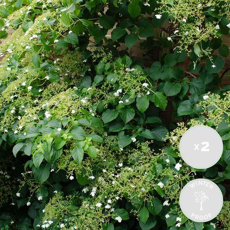 Bloomique - Lot de 2 - Hydrangea petiolaris - Hortensia grimpant - Plantes grimpantes - Plantes de jardin - Rustiques - Hauteur 50-70 cm - Pot 15 cm