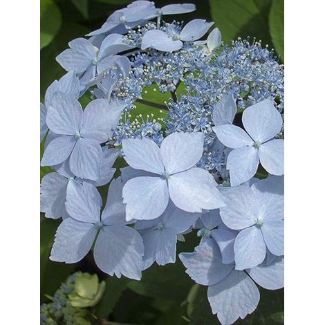 Hortensia 'Blue Deckle' Pot de 2L/3L (1/4)