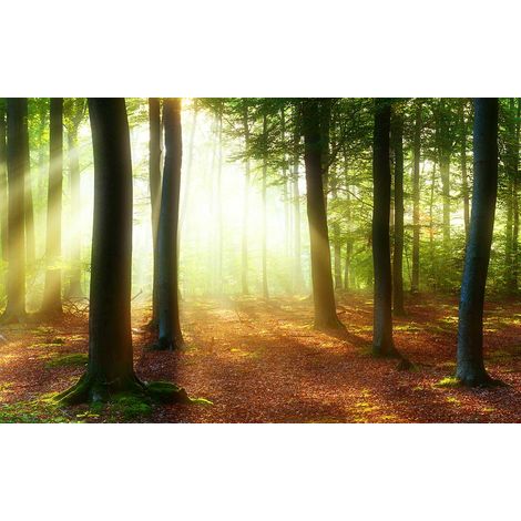 Tableau paysage raie de lumière en forêt - 80x50 cm (1/5)
