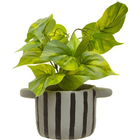 Premier Housewares Fiori Devils Ivy (1/5)