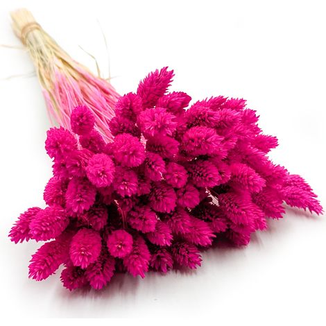 Getrocknetes Glanzgras (Phalaris) - Kanariengras - (Kanariengras) - Fuchsia