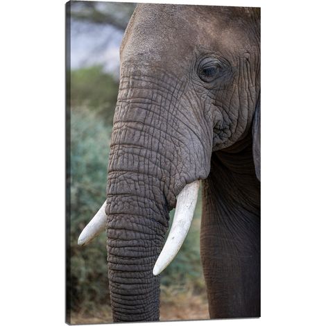 Lienzo impreso con la imagen de un elefante: trompa y colmillos, 60x100 cm.