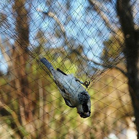 Filet anti-oiseaux pour verger, filet de protection contre les feuilles pour bassin, noir, 6 x 10 m / mailles de 2,5 x 2,5 cm (1/5)