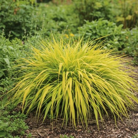 Herbe du Japon All Gold, Hakonechloa/Godet - 5/20 cm