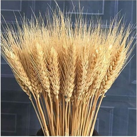 100pcs Fleur Artificielle Plante Artificielle Grandes Fleurs Séchées De Blé Gerbes De Blé Séché Naturel, Bouquets De Tiges De Blé Séchées, Blé Réel pour Fournitures De Guirlande DIY Maison Ta