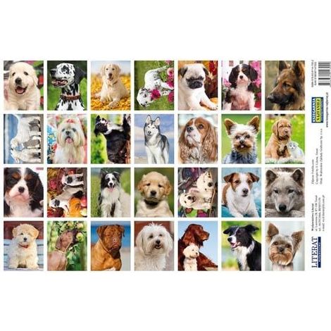 Pegatinas. Perros