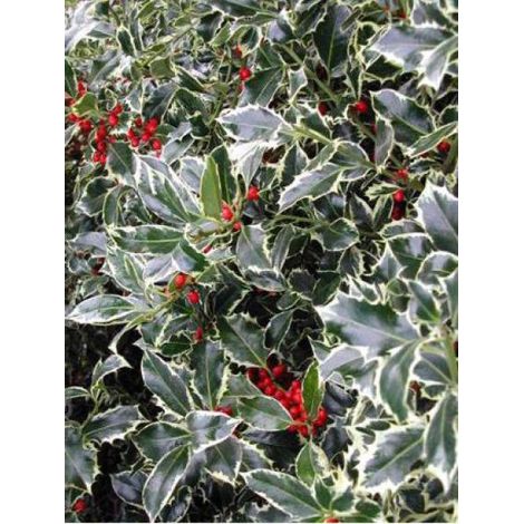 Houx 'Argenteomarginata' Pot de 2L/3L (1/4)