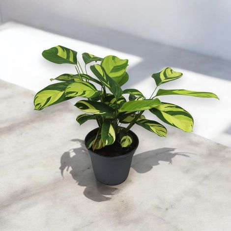 Gardenaria Ctenanthe pilosa 'Golden mosaic' - Pianta da interno ornamentale - Altezza: 45 cm (vaso 17) (1/5)