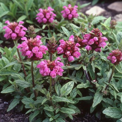 Brunelle à grandes fleurs Rubra/Godet - 5/20 cm (1/4)