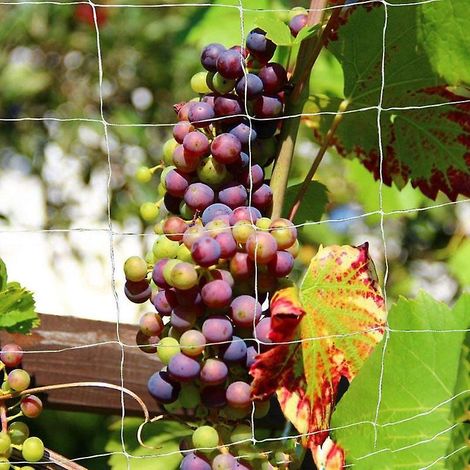 Treillis filet pour plantes grimpantes de jardin, idéal pour les vignes, les concombres et les ipomées - 1,6 x 5 m (1/4)