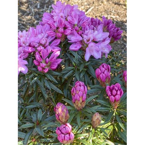 Rhododendron 'Graziella' Pot de 3L/4L